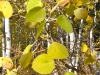 foliage-5