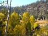 foliage-7