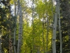 foliage-8