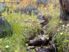 foliage-9