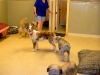 dogs-1