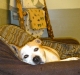 dogs-2