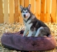 dogs-5