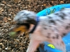 dogs-6