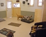 dogs-7