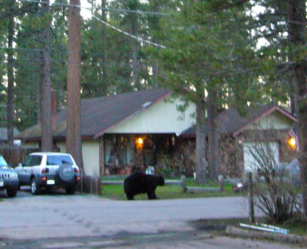 bruins beards. to so these ruins don#39;t