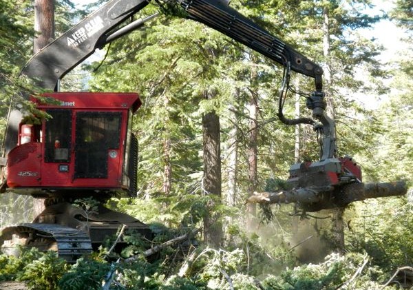 Conservation group drops Sierra logging case
