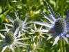 garden-3