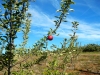 apple-1