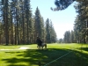golf-5
