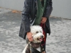 dog-3