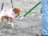 dog-6