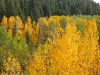 fall-11