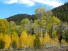 fall-3