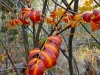 fall-4