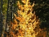 fall-7