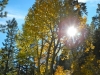 fall-8