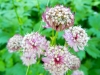 garden-2