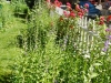 garden-3