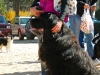 mutt-8