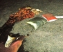 fire-1