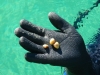 clams-4