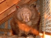 bear-1
