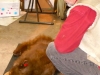 bear-2