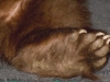 bear-3