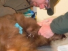 bear-6