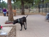 dogs-2