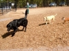 dogs-3