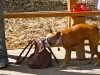 dogs-4