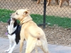 dogs