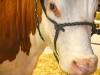 fair-1
