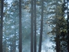 fire-2