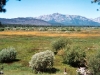 meadow-1