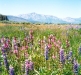meadow-2