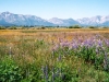 meadow-3