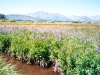meadow-4