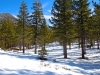 snowshoe-2