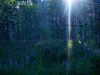 lupine-1
