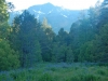 lupine-2
