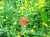 lupine-3