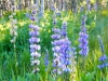 lupine-4