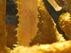 fish-1