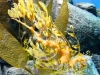 fish-2