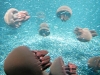 fish-3