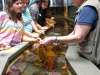 fish-8