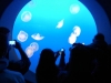 jelly5